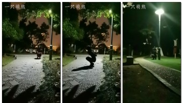 【一只萌熊】小公园外出自缚