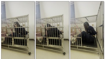 【皖北绳艺】超美姐姐笼子捆绑下